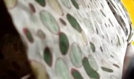 Salope porno avec les chiens filles et éjacule membres